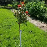 מלון Family Magnolia, Sunny סאני ביץ'