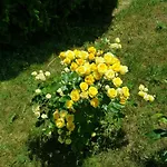 Family Magnolia, Sunny מלון 2*