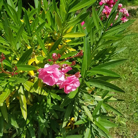 Otel Family Magnolia, Sunny 2*