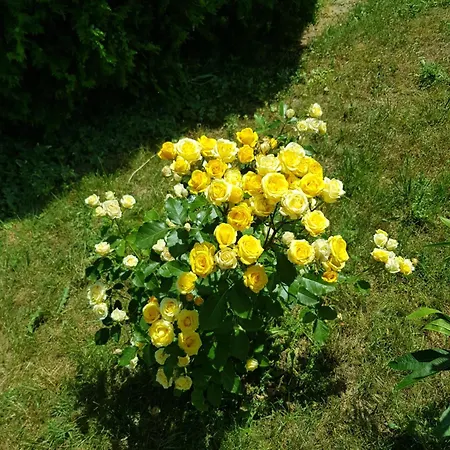 Family Magnolia, Sunny מלון 2*