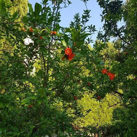 Szálloda Family Magnolia, Sunny Napospart