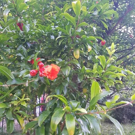 Отель Family Magnolia, Sunny Солнечный берег