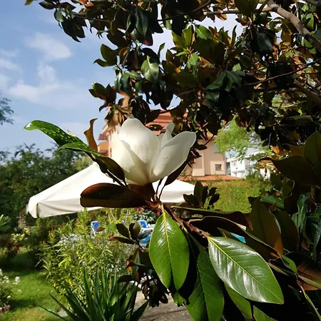 Отель Family Magnolia, Sunny