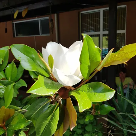 Отель Family Magnolia, Sunny