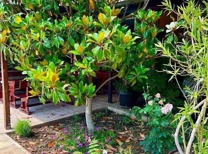 호텔 Family Magnolia, Sunny 써니비치