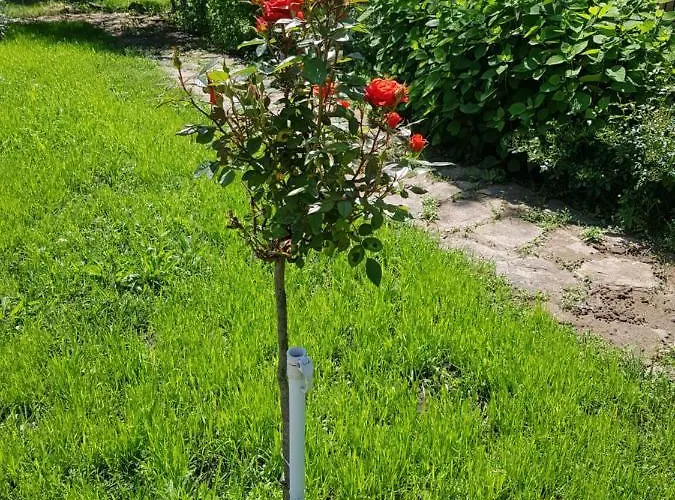 Hotel Family Magnolia, Sunny Slantchev Briag