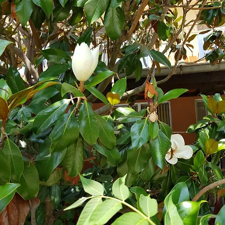Family Magnolia, Sunny 2* Napospart
