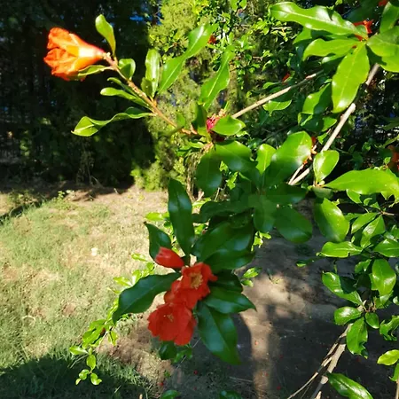 Отель Family Magnolia, Sunny 2*