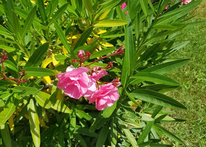 Отель Family Magnolia, Sunny 2*