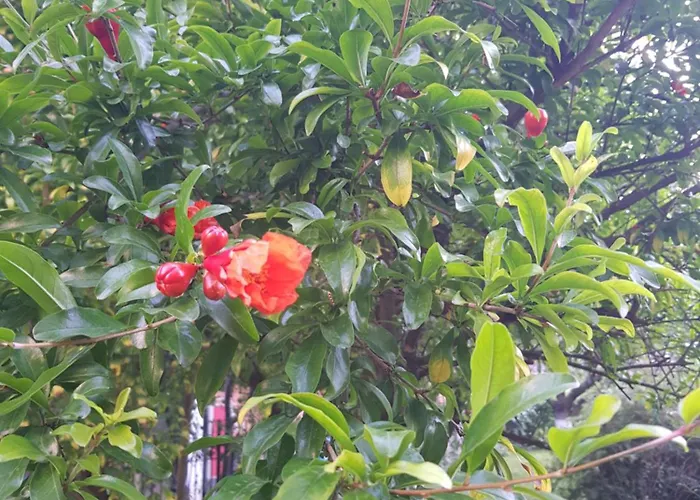 酒店 Family Magnolia, Sunny 阳光海滩