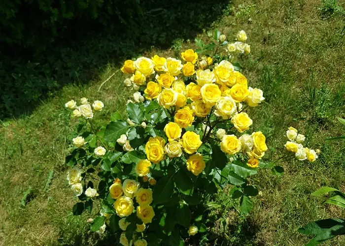 Family Magnolia, Sunny Отель 2*