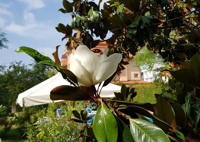 Отель Family Magnolia, Sunny