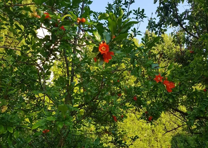 Отель Family Magnolia, Sunny Солнечный берег